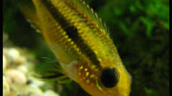 Besatz im Aquarium Gesellschaft auf 84l