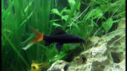 Besatz im Aquarium Gesellschaft auf 84l