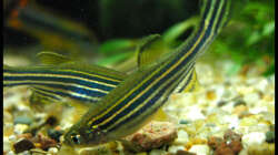 Besatz im Aquarium Gesellschaft auf 84l