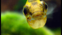 Besatz im Aquarium Gesellschaft auf 84l