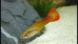 Besatz im Aquarium Gesellschaft auf 84l