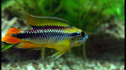 Besatz im Aquarium Gesellschaft auf 84l