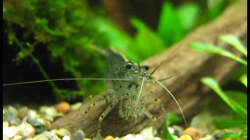 Besatz im Aquarium Gesellschaft auf 84l