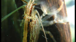 Besatz im Aquarium Gesellschaft auf 84l