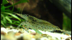 Besatz im Aquarium Gesellschaft auf 84l