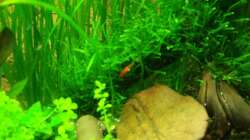 Pflanzen im Aquarium Unser Küchenfernseher