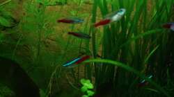 Besatz im Aquarium Unser Küchenfernseher