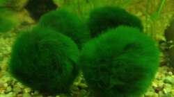 Pflanzen im Aquarium Unser Küchenfernseher