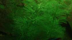 Pflanzen im Aquarium Unser Küchenfernseher