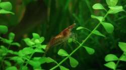 Besatz im Aquarium Unser Küchenfernseher