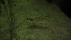 Besatz im Aquarium Unser Küchenfernseher