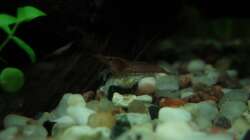 Besatz im Aquarium Unser Küchenfernseher