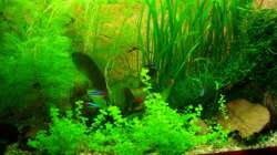 Aquarium Unser Küchenfernseher