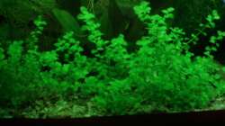 Pflanzen im Aquarium Unser Küchenfernseher