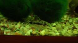 Besatz im Aquarium Unser Küchenfernseher