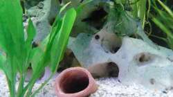 Besatz im Aquarium zukünftiges Diskusbecken