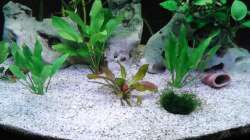 Pflanzen im Aquarium zukünftiges Diskusbecken