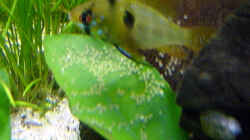 Schmetterlingsbuntbarsch-Weibchen mit Laich