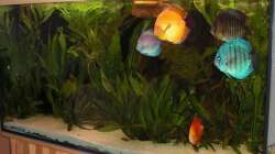 Aquarium 360L - Diskus (nur noch als Beispiel)