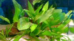 echinodorus argentinensis