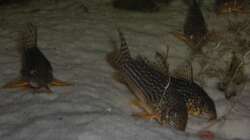 Corydoras Sterbai