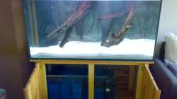 Aquarium mit Riesen-Biofilter
