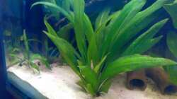 echinodorus bleheri