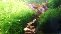 Pflanzen im Aquarium Mein Traumbecken