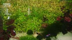 Pflanzen im Aquarium Mein Traumbecken