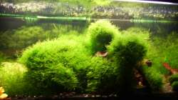 Pflanzen im Aquarium Mein Traumbecken