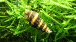 Besatz im Aquarium Mein Traumbecken