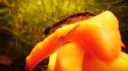 Besatz im Aquarium Mein Traumbecken