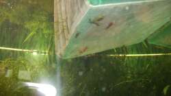 Fütterung der Garnelen 