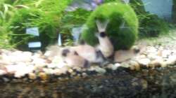 Besatz im Aquarium Mein Traumbecken