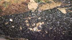 Besatz im Aquarium Mein Traumbecken