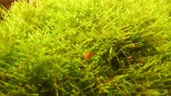 Besatz im Aquarium Mein Traumbecken