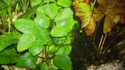 Pflanzen im Aquarium Mein Traumbecken