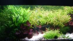 Aquarium Mein Traumbecken