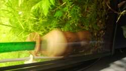 Auch als Vorfilter sehr sinnvoll