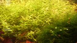 Pflanzen im Aquarium Mein Traumbecken