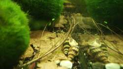 Besatz im Aquarium Mein Traumbecken