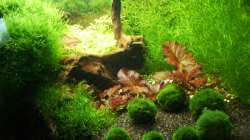 Pflanzen im Aquarium Mein Traumbecken