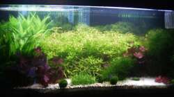 Aquarium Mein Traumbecken