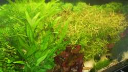 Pflanzen im Aquarium Mein Traumbecken