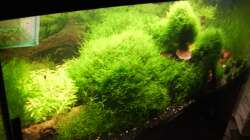 Aquarium Mein Traumbecken