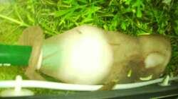 Filteransaugstutzen mit Garneleneinsaugschutz DANKE an CHILI