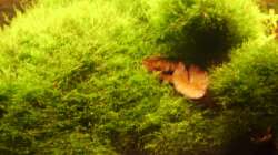 Pflanzen im Aquarium Mein Traumbecken