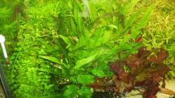 Pflanzen im Aquarium Mein Traumbecken