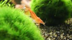 Besatz im Aquarium Mein Traumbecken