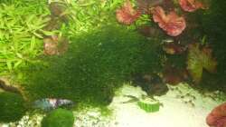 Besatz im Aquarium Mein Traumbecken